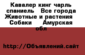 Кавалер кинг чарль спаниель - Все города Животные и растения » Собаки   . Амурская обл.